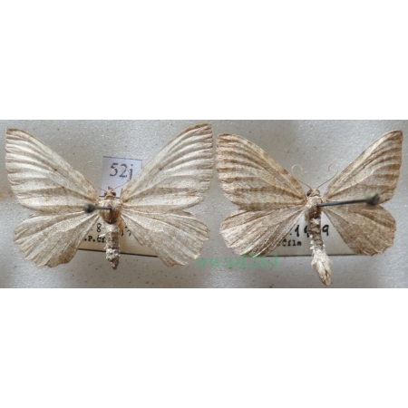 Philereme vetulata (Denis & Schiffermüller, 1775) pair Paśnik kłębiniec Czech52j